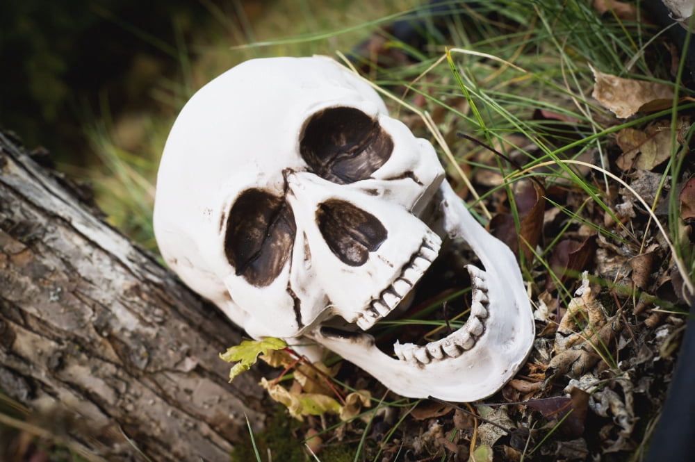 Decorative skull at halloweenMillet alberta canada Canvas Art - John Kroetch Design Pics (19 x 12)