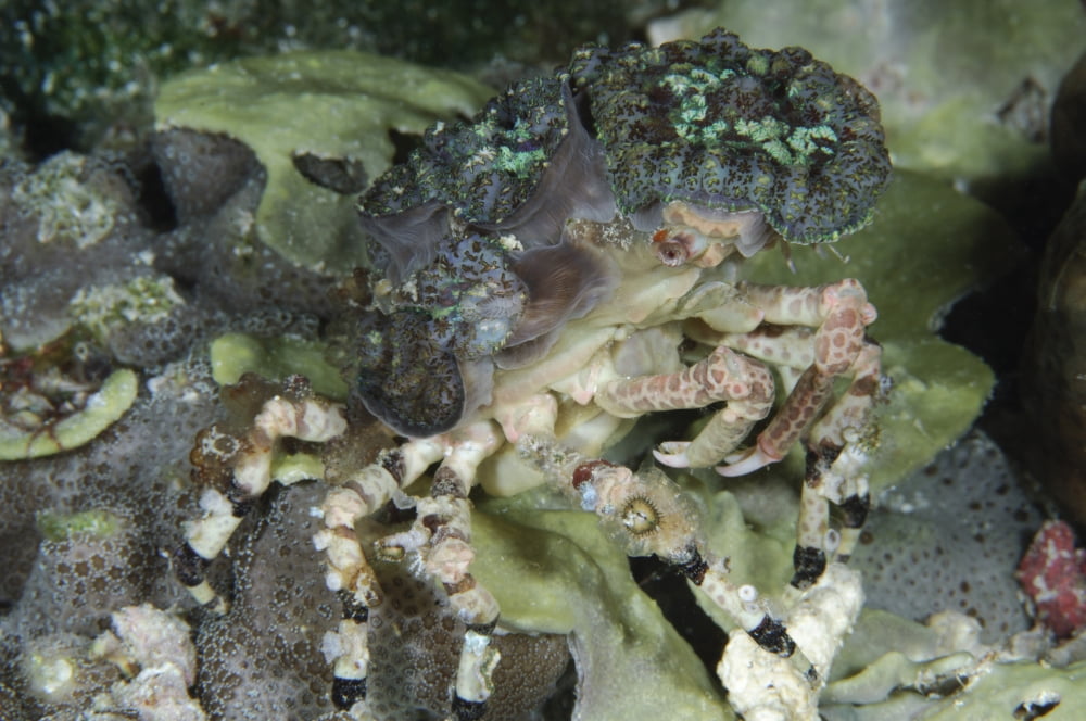 Decorator Crab Indonesia Canvas Art - Todd WinnerStocktrek Images (18 x 12)