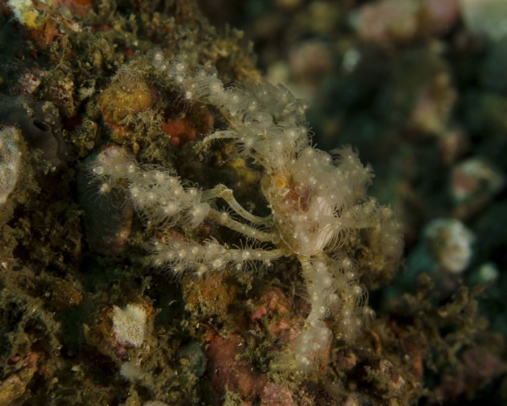 Decorator crab Lembeh Strait Indonesia Canvas Art - Brent BarnesStocktrek Images (32 x 25)
