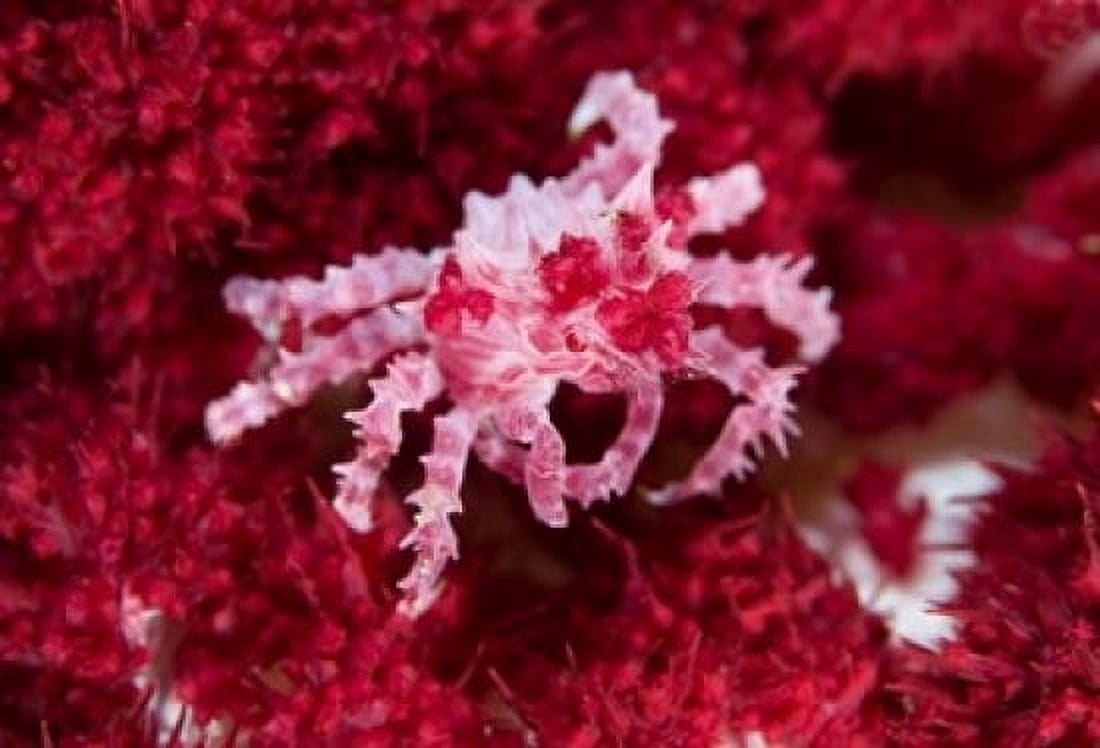 Decorator crab crustacean Canvas Art - Jaynes Gallery DanitaDelimont (36 x 24)