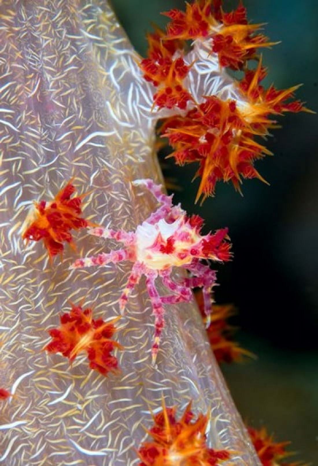Decorator crab marine life Canvas Art - Jaynes Gallery DanitaDelimont (18 x 26)