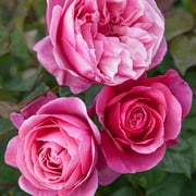 Dee-Lish® Hybrid Tea Rose by Heirloom Roses - Live Fragrant Rose Bush