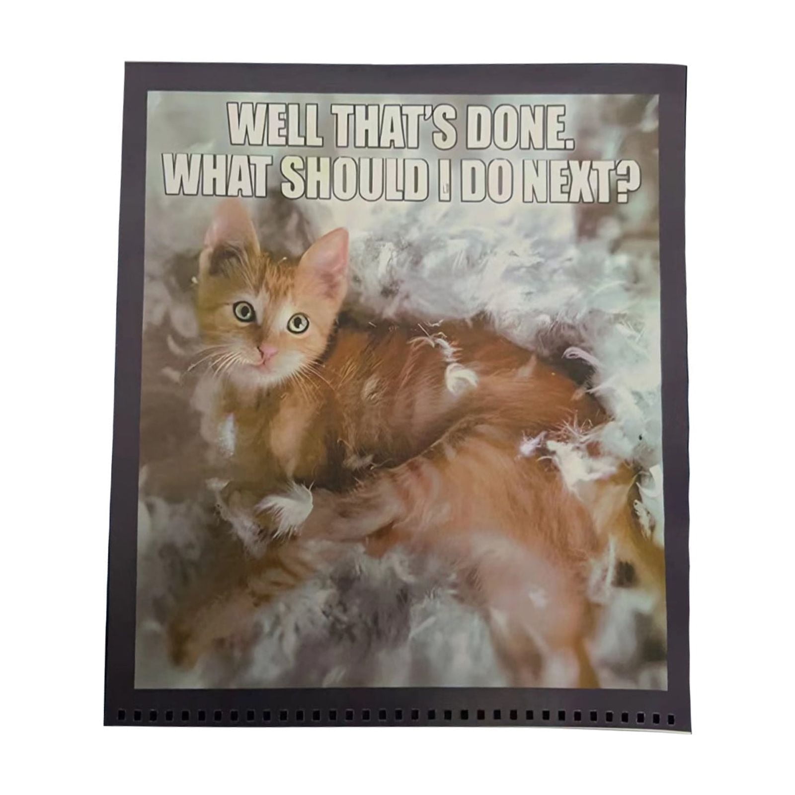 Deeceymbur Catss 2024 for Catss Lovers - Funny Cat
