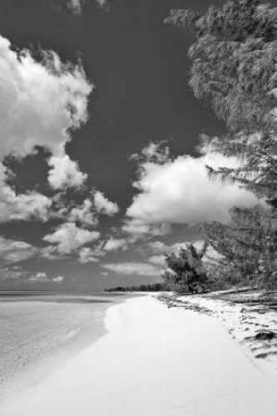 Deep Creek Tree BW Canvas Art - Larry Malvin (12 x 18)