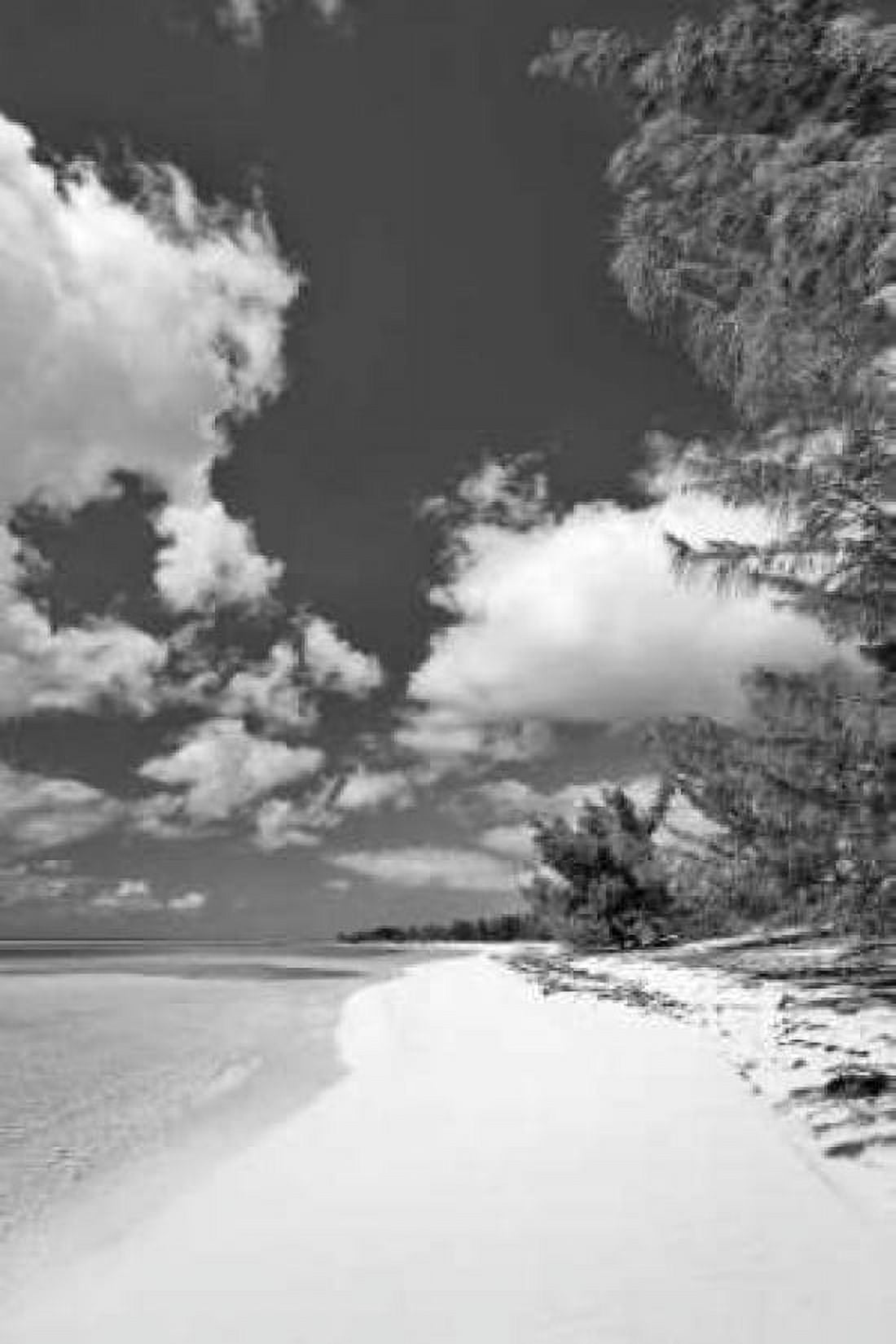 Deep Creek Tree BW Canvas Art - Larry Malvin (24 x 36)