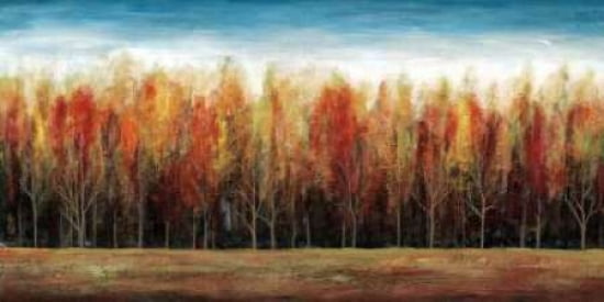 Deep Forest Canvas Art - Stephane Fontaine (10 x 20)
