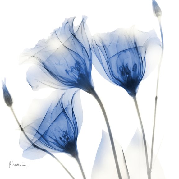 Deep Indigo Harvest 1 Art Print by Albert Koetsier, 30" x 30", Sold by Art.com