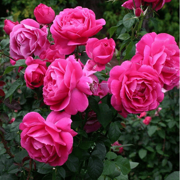 Deep Pink Rose Climber Plant, Pink Climbing Rose, Zone 5 to 9, Size 5 to 7 Inches and Bare Root