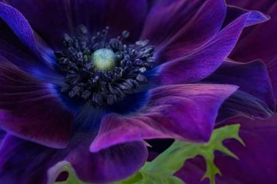 Deep Purple Anemone Canvas Art - Cora Niele (12 x 18)
