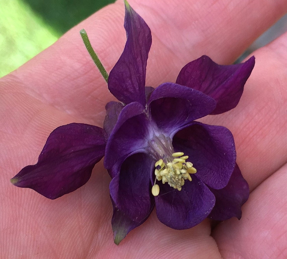 Sherwood's 100 Deep Purple Columbine Seeds, Perennial Premium Flower