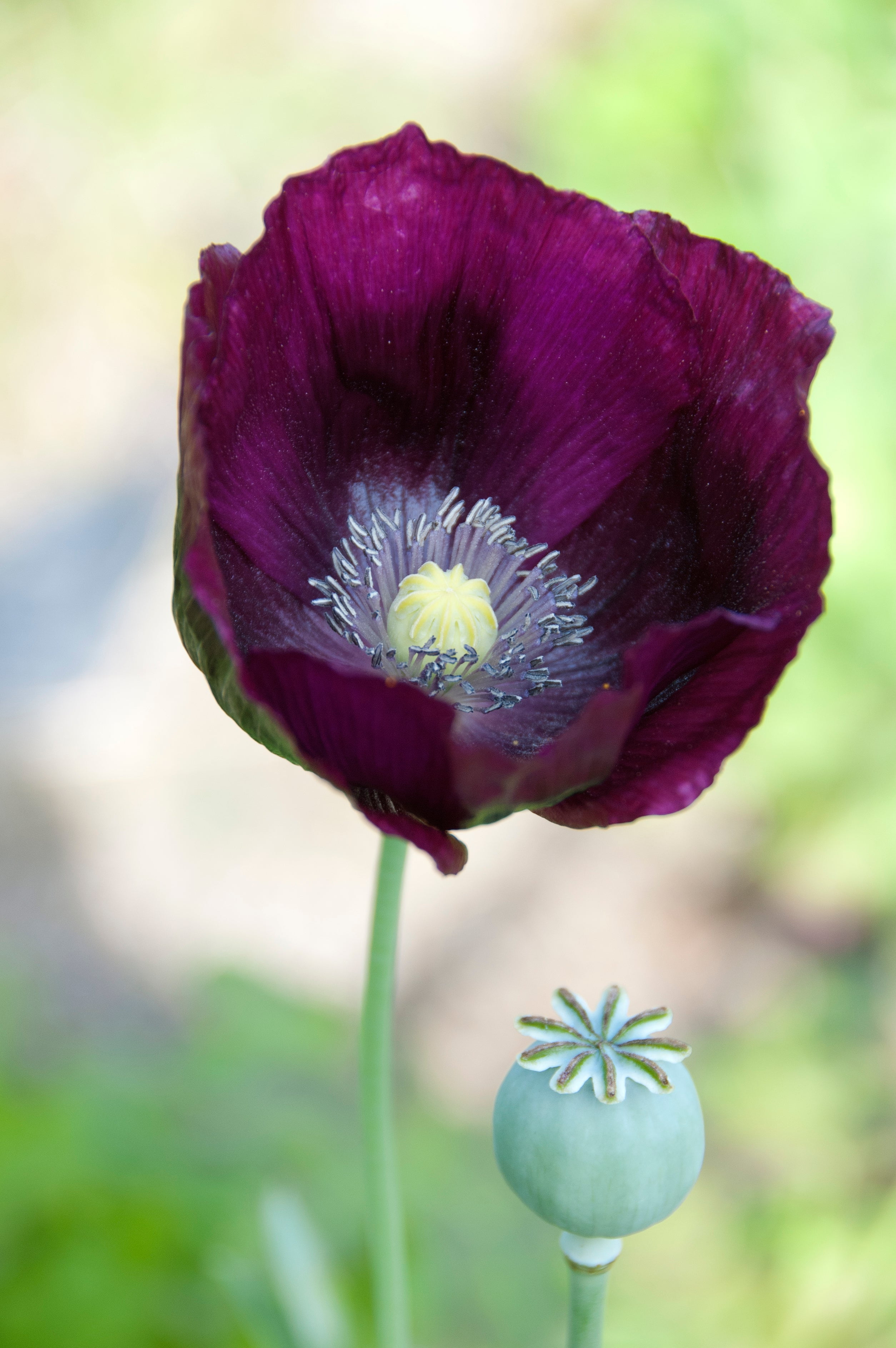 Deep Purple Poppy Flower (300 Seeds) Organic NonGMO Fast Growing