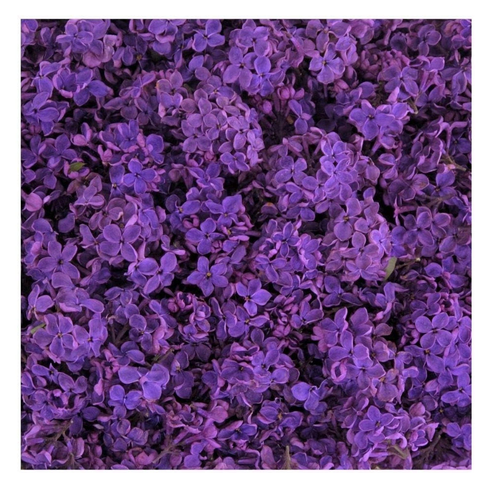 Deep Purple Preserved Freeze Dried Lilac Petals 15 Cups