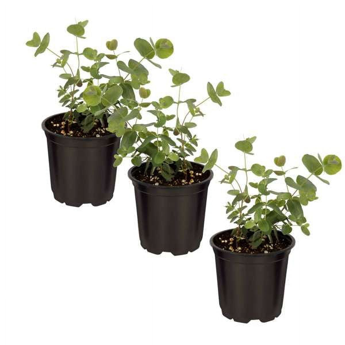 Deep Roots Garden Live Eucalyptus Plants, 4 Plants Pack, Outdoor Herb ...