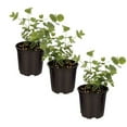 thumbnail image 1 of Deep Roots Live Aromatic Herb Eucalyptus (4 Plants Per Pack), 1 of 5