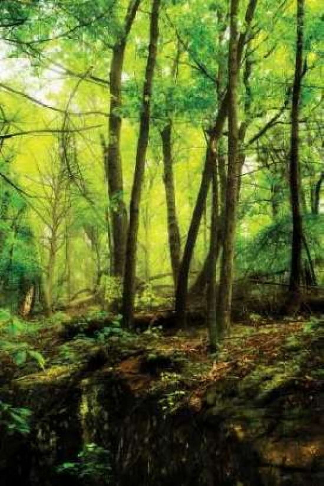 Deep Woods II Canvas Art - Alan Hausenflock (12 x 18)