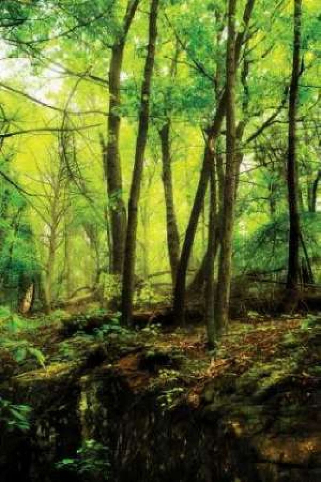 Deep Woods II Canvas Art - Alan Hausenflock (24 x 36)