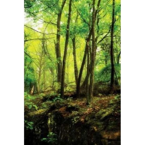 Deep Woods II Poster Print by Alan Hausenflock (24 x 36)