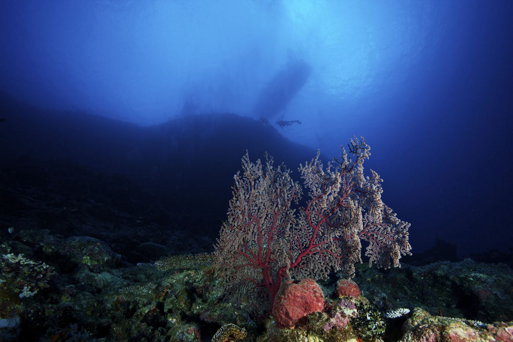 Deep reef scene in Fiji with a beautiful gorgonian fan Canvas Art - Terry MooreStocktrek Images (35 x 23)