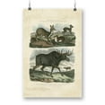 thumbnail image 1 of Deer And Moose Poster - Sydenham Edwards Designs,, 1 of 3