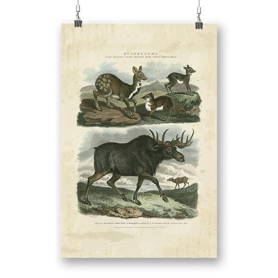 Deer And Moose Poster - Sydenham Edwards Designs,
