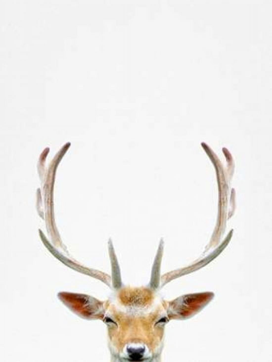 Deer Canvas Art - Tai Prints (18 x 24)