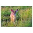 thumbnail image 1 of Deer Ceramic Tile Mural Kitchen Backsplash Bathroom Shower, 402715-M64, 1 of 3