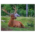 thumbnail image 1 of Deer Ceramic Tile Mural Kitchen Backsplash Bathroom Shower, 402757-S54, 1 of 3