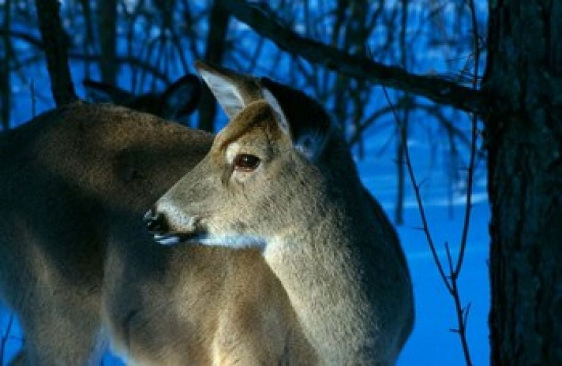 Deer Doe in Snowy Woods Canvas Art - Panoramic Images (19 x 12)