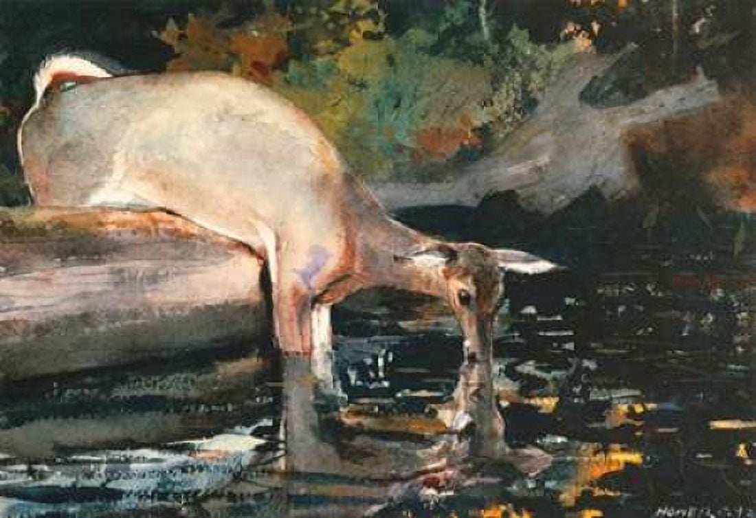Deer Drinking Canvas Art - Winslow Homer (20 x 28)