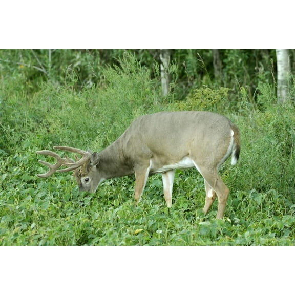 Deer Food Plots - Peas and Oats Cover Crop Seeds - Fast Growing, Use in Spring or Fall (1 Pound)