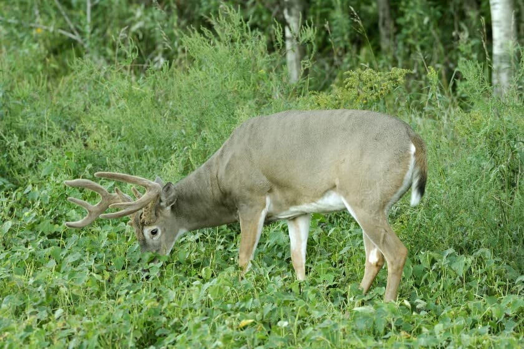 Deer Food Plots - Peas and Oats Cover Crop Seeds - Fast Growing, Use in ...