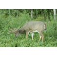 thumbnail interactive-video image 1 of Whole Oats With Hull – Cat Pet Grass, Deer Turkey Food Plot, Microgreens Seeds 1 of 5