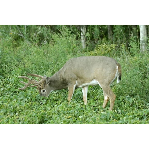 Deer Food Plots - Peas and Oats Cover Crop Seeds - Fast Growing, Use in Spring or Fall (22 Pounds)