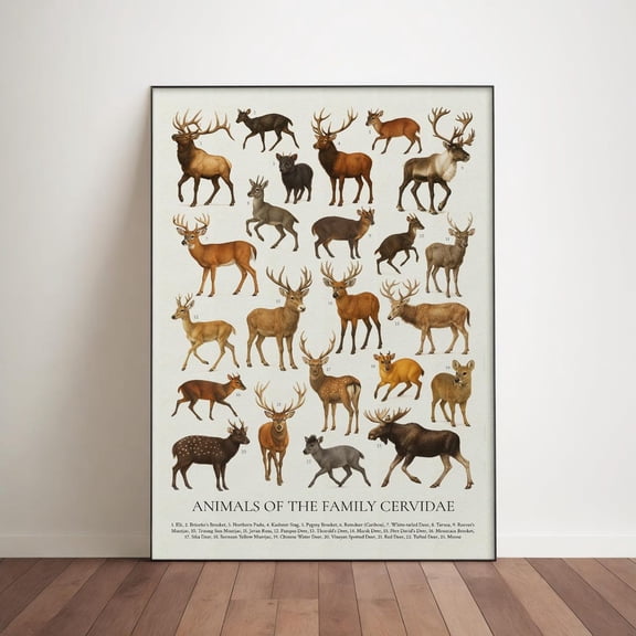Deer Identification Chart Wall Art Print, Unframed Paper Poster 11x14in