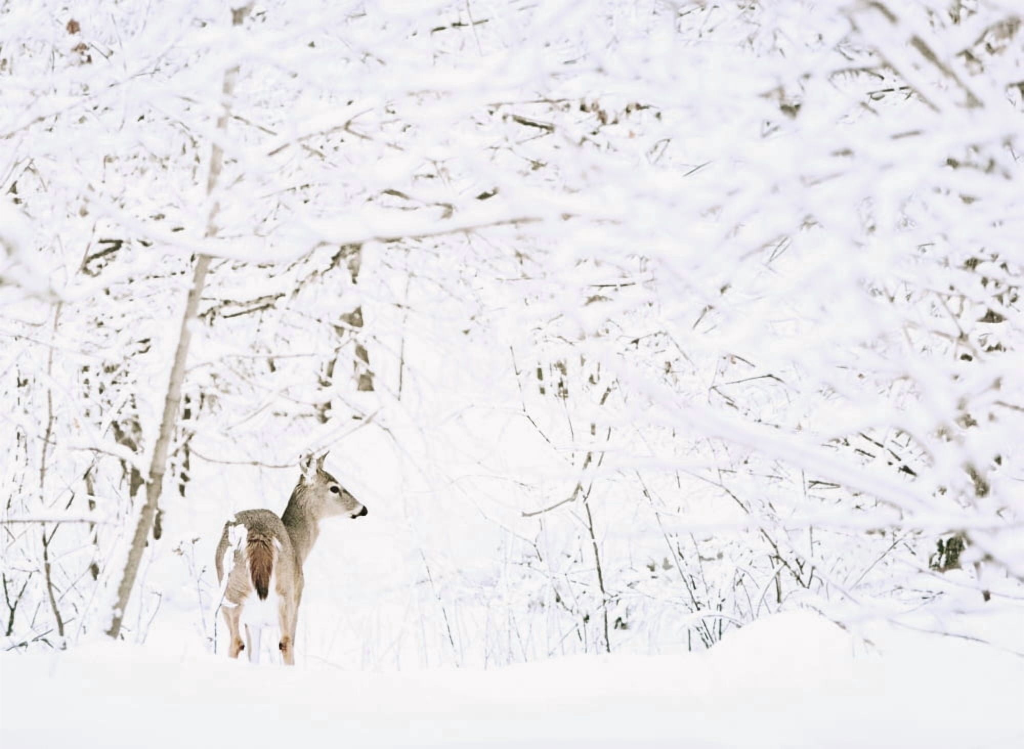 Deer In A Forest Canvas Art - Chris and Kate Knorr Design Pics (16 x 12)