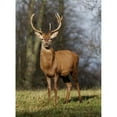 thumbnail image 1 of Deer In Field Poster Print, 1 of 2