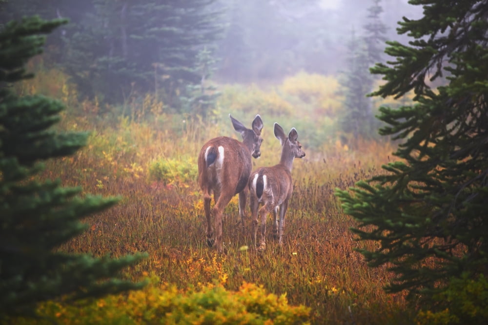 Deer In The Fog In Paradise Park In Mt Rainier National Park Washington United States Of America Canvas Art - Craig Tuttle Design Pics (19 x 12)