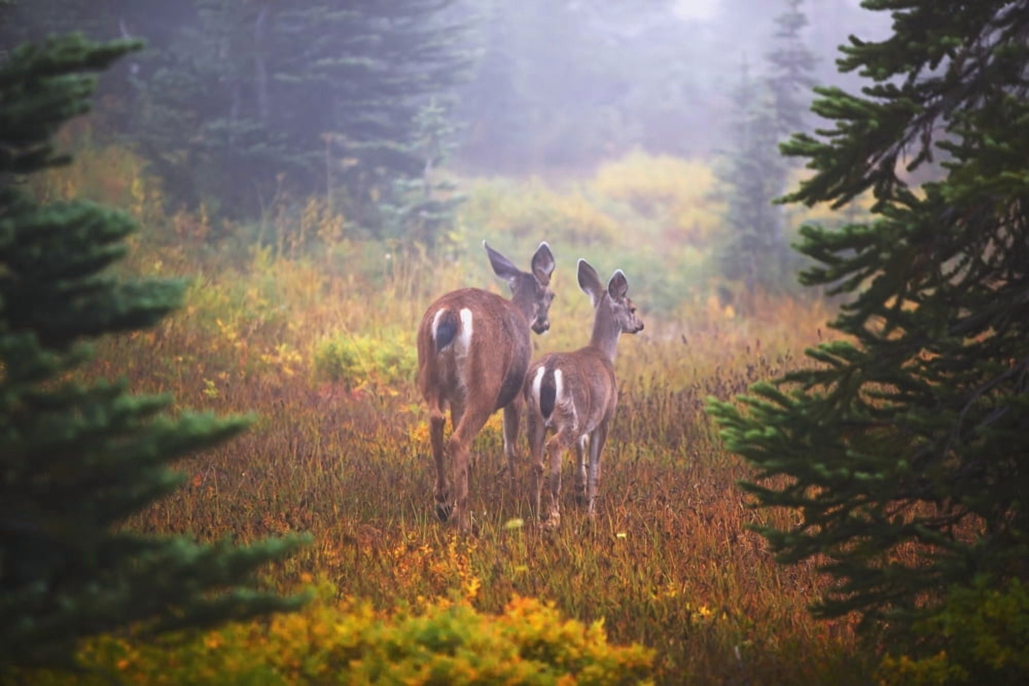 Deer In The Fog In Paradise Park In Mt Rainier National Park Washington United States Of America Canvas Art - Craig Tuttle Design Pics (38 x 24)