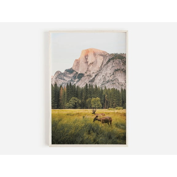 Deer In Meadow, Half Dome Print, Yosemite Wall Art, National Park Photo, Wildlife Photography, Western Decor Wall Art, Modern Wall Decor, 8x12 UNFRAMED