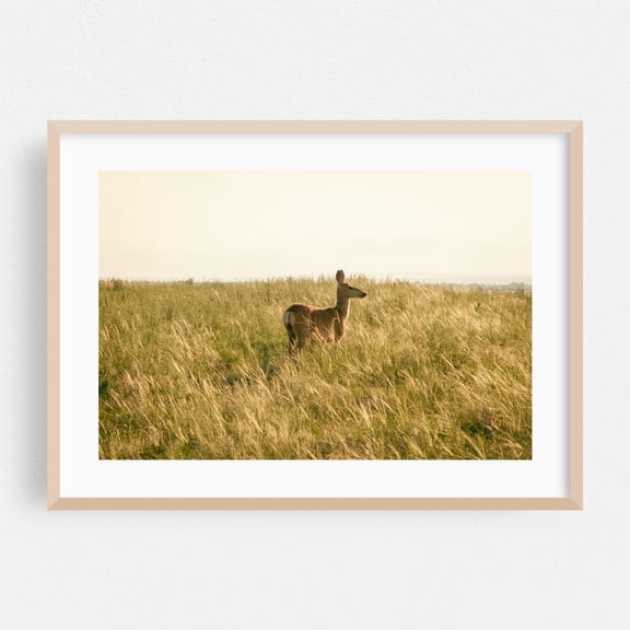 Deer at Rocky Mountain Arsenal 02 - Commerce City Colorado Photography Deer Wildlife Nature Pastoral Wilderness Countryside Scenic Oak Framed Wall Art Print 20 x 30 inches