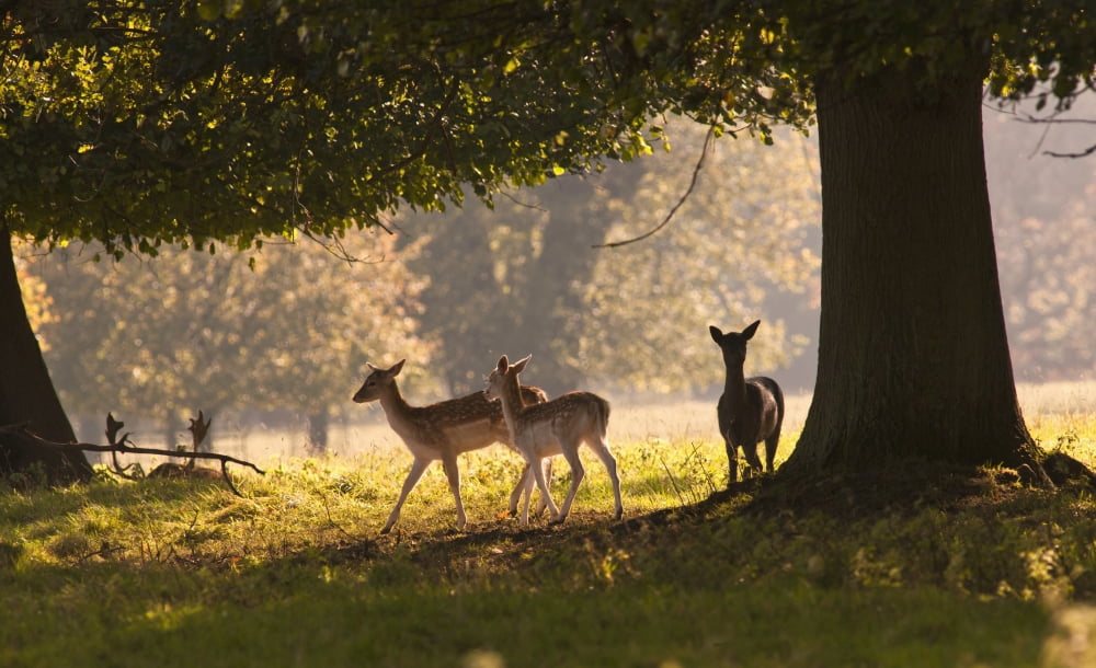 Deer Standing Under A Tree North Yorkshire England Canvas Art - John Short Design Pics (19 x 12)