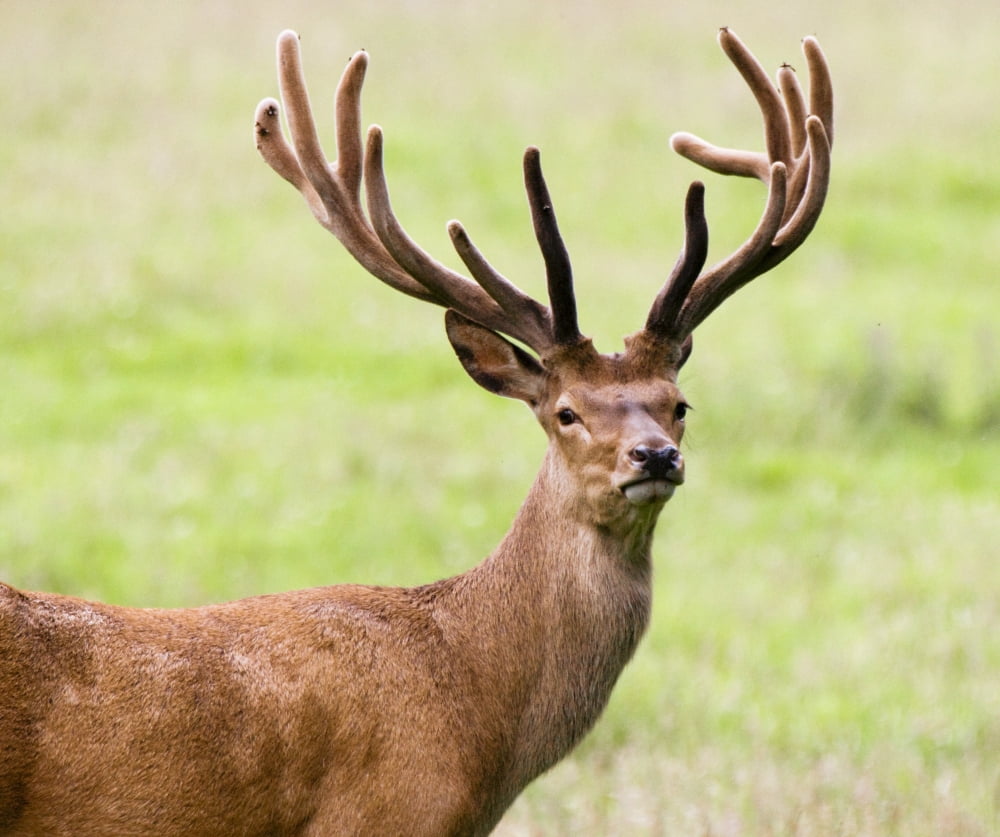 Deer With Antlers Harrogate Yorkshire England Canvas Art - John Short Design Pics (34 x 28)