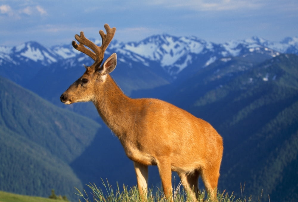 Deer With Antlers Mountain Range In Background Olympic National Park Canvas Art - Natural Selection Craig Tuttle Design Pics (18 x 12)