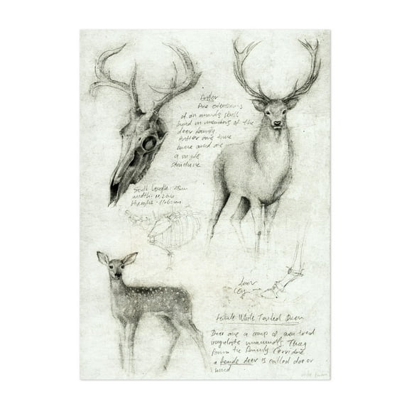 Deer anatomy - Drawing Deer Wildlife Nature Sketch Anatomy Unframed Wall Art Print 9 x 12 inches