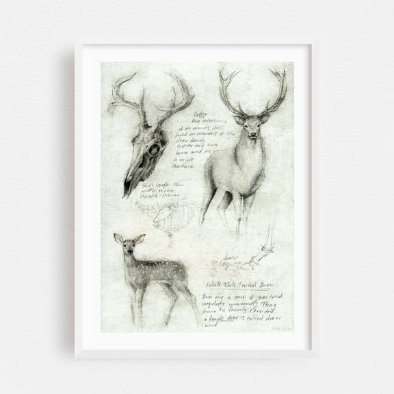 Deer anatomy - Drawing Deer Wildlife Nature Sketch Anatomy White Framed Wall Art Print 9 x 12 inches