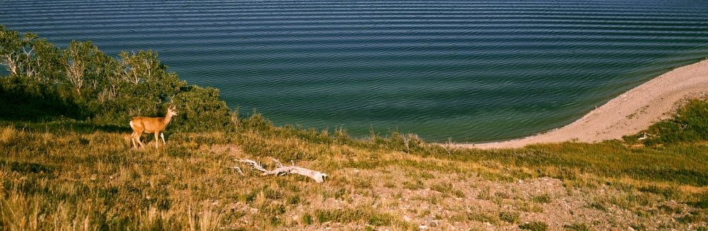 Deer at Waterton Lake Waterton Lakes National Park Alberta Canada Canvas Art - Panoramic Images (36 x 12)