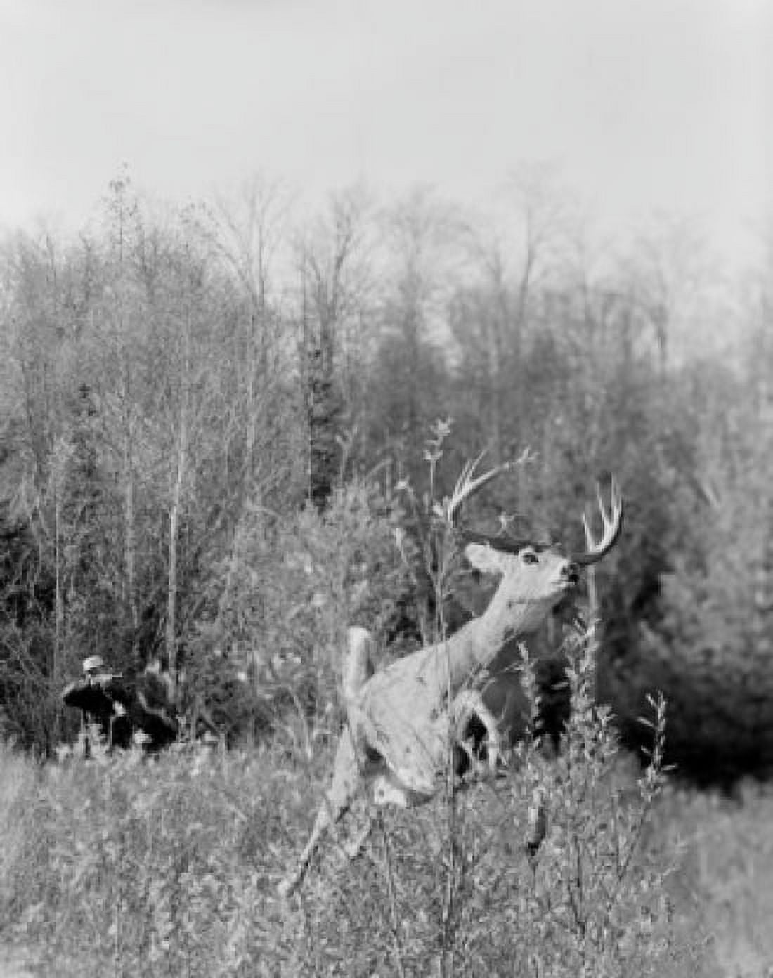 Deer escaping from hunter Canvas Art - (18 x 24)