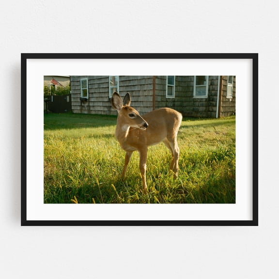 Deer in Ocean Beach - Ocean Beach New York Photography Nature Rural Farmhouse Rustic Animal Deer Wildlife Black Framed Wall Art Print 5 x 7 inches