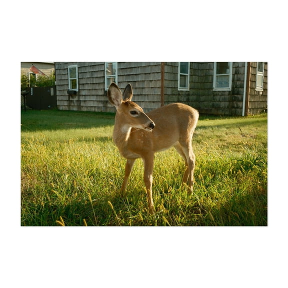 Deer in Ocean Beach - Ocean Beach New York Photography Nature Rural Farmhouse Rustic Animal Wildlife Unframed Wall Art Print 4 x 6 inches