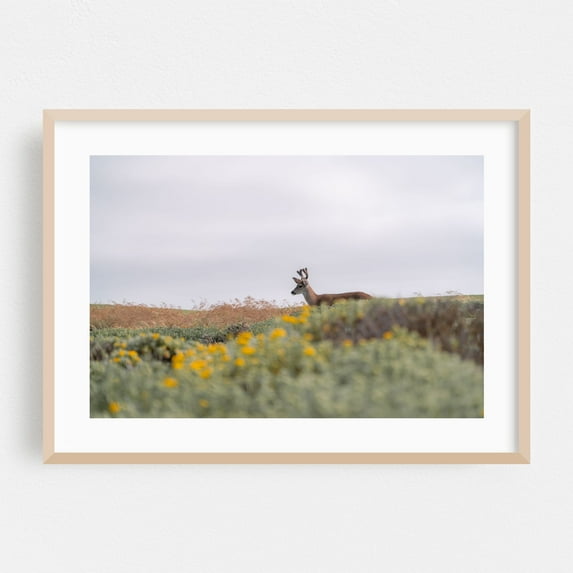 Deer in the brush - Monterey California Photography Deer Wildlife Nature Flowers Pastoral Scenic Minimalist Oak Framed Wall Art Print 24 x 36 inches